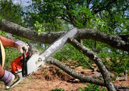 Trusted Shorewood, IL Tree Removal Services Experts