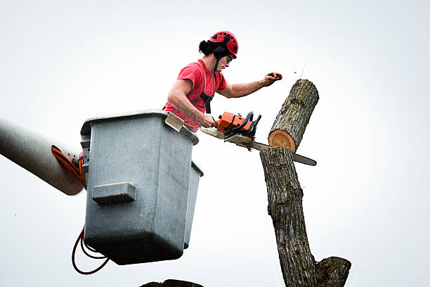 How Our Tree Care Process Works  in  Shorewood, IL